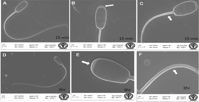 Fig. 10