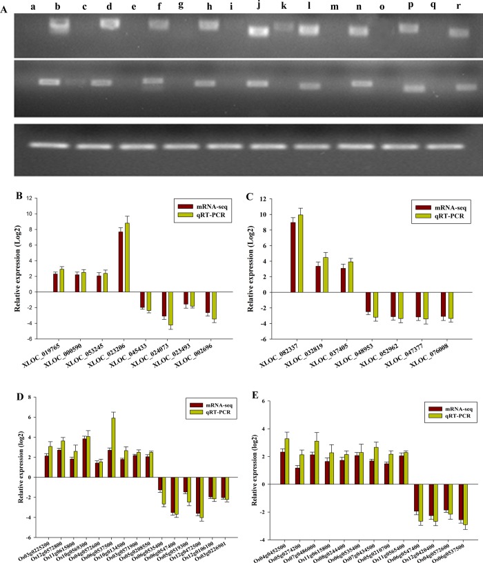 Fig 6