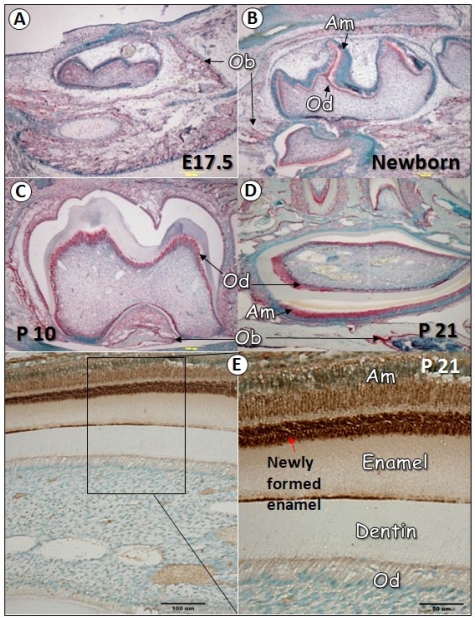 Fig 1