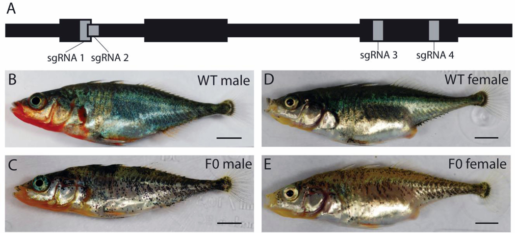 Figure 3.