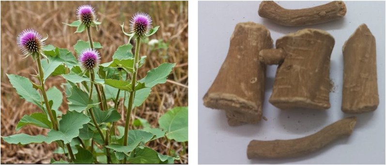 Fig. 1