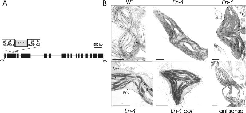 Fig 4.