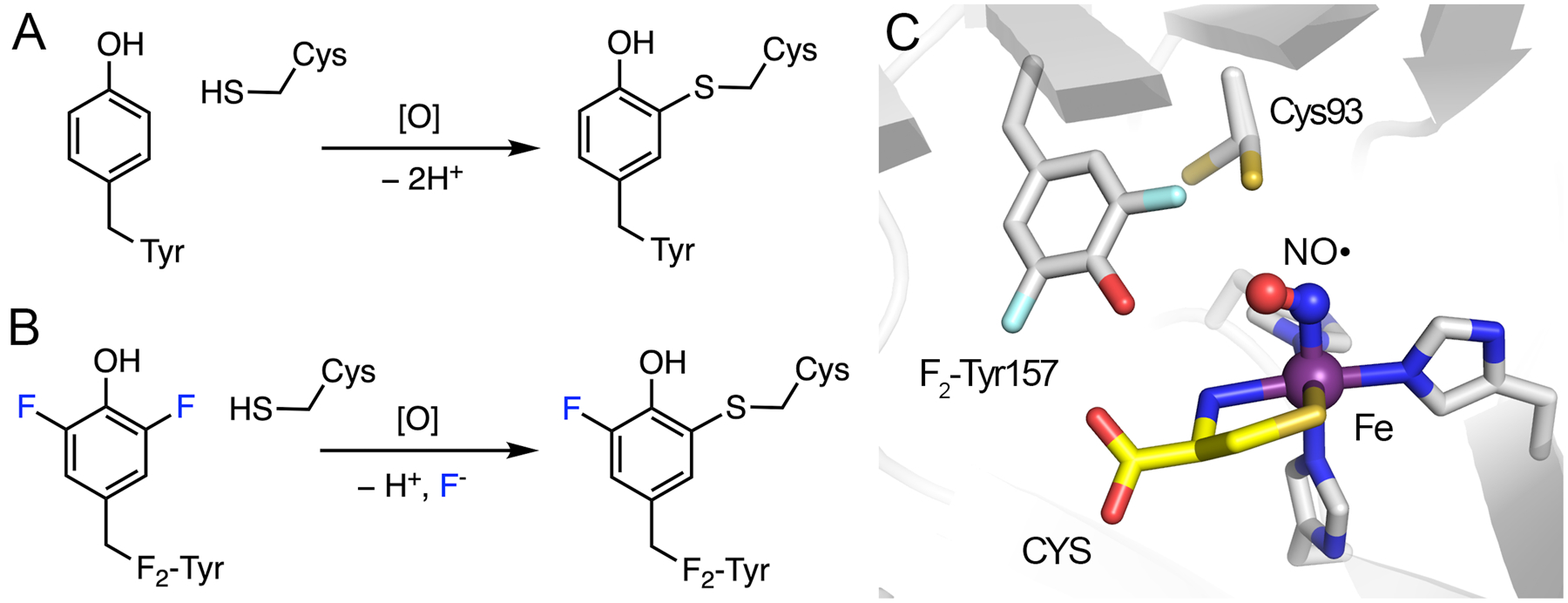 Fig. 12