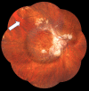 Fig. 1.