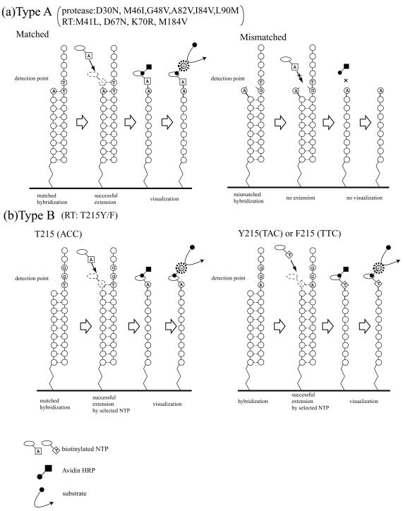 FIG. 2.