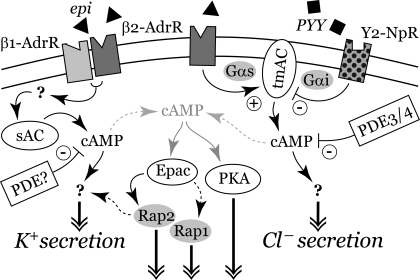 Fig. 12.