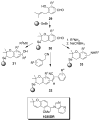 Scheme 5