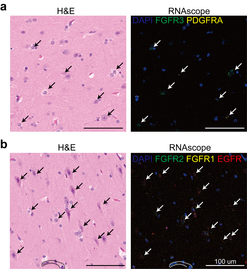 Extended Data Fig. 8