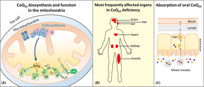 FIGURE 1