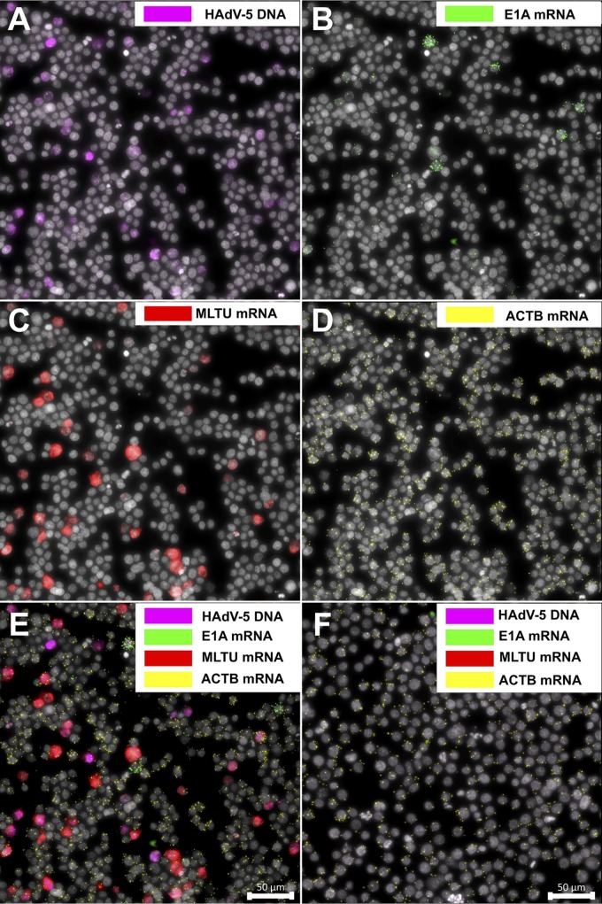 FIG 6