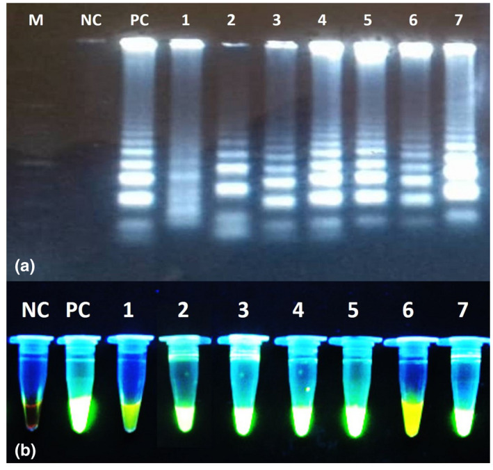 FIGURE 3