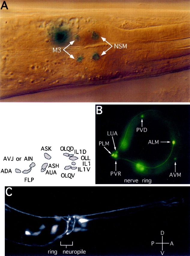 Fig. 3.