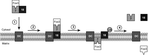 FIGURE 7.