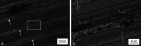 Fig. 12