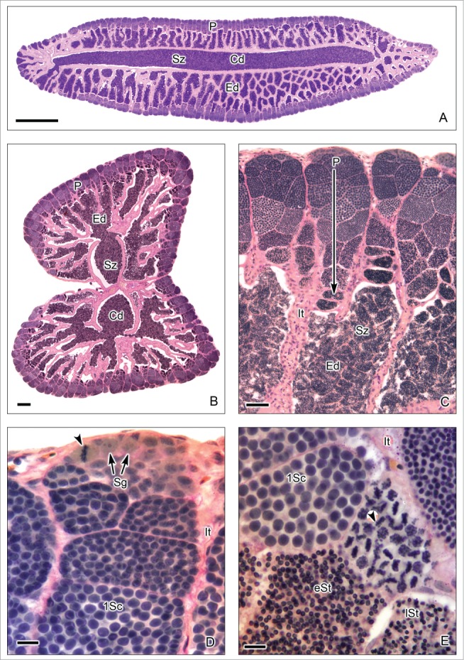 Figure 7 (See previous page).