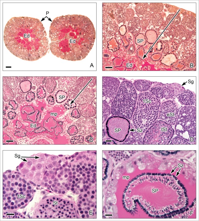 Figure 9.