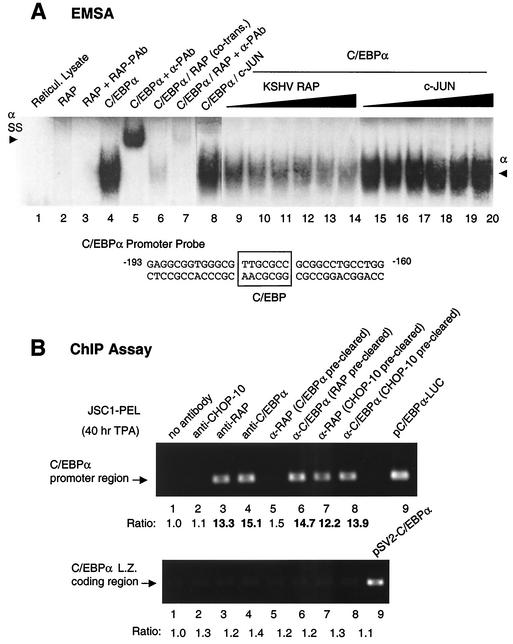 FIG. 5.