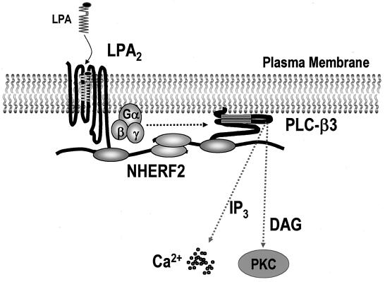 FIG. 7.