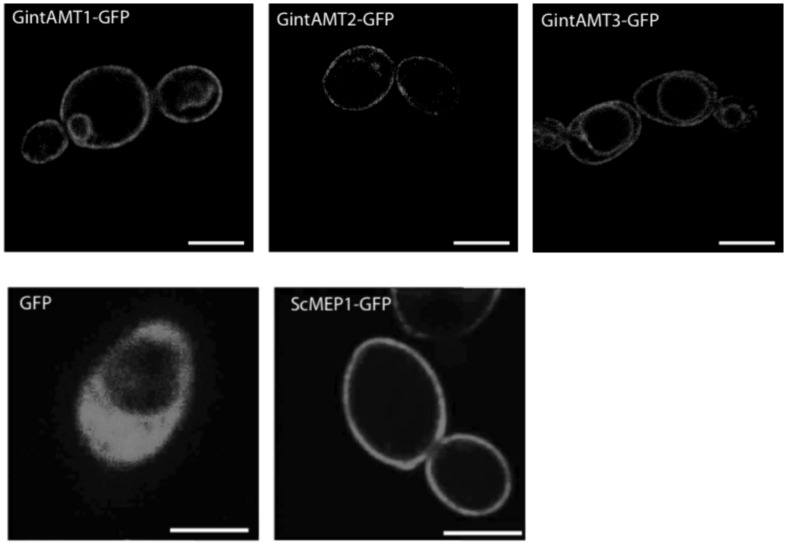 FIGURE 4