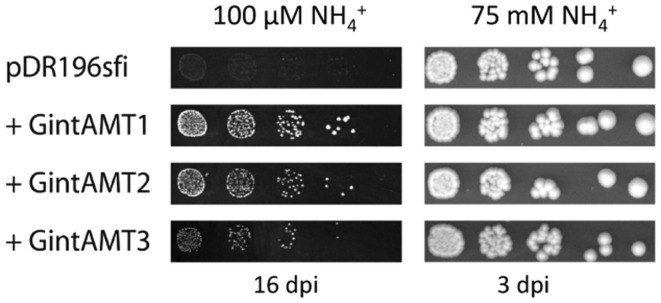 FIGURE 3