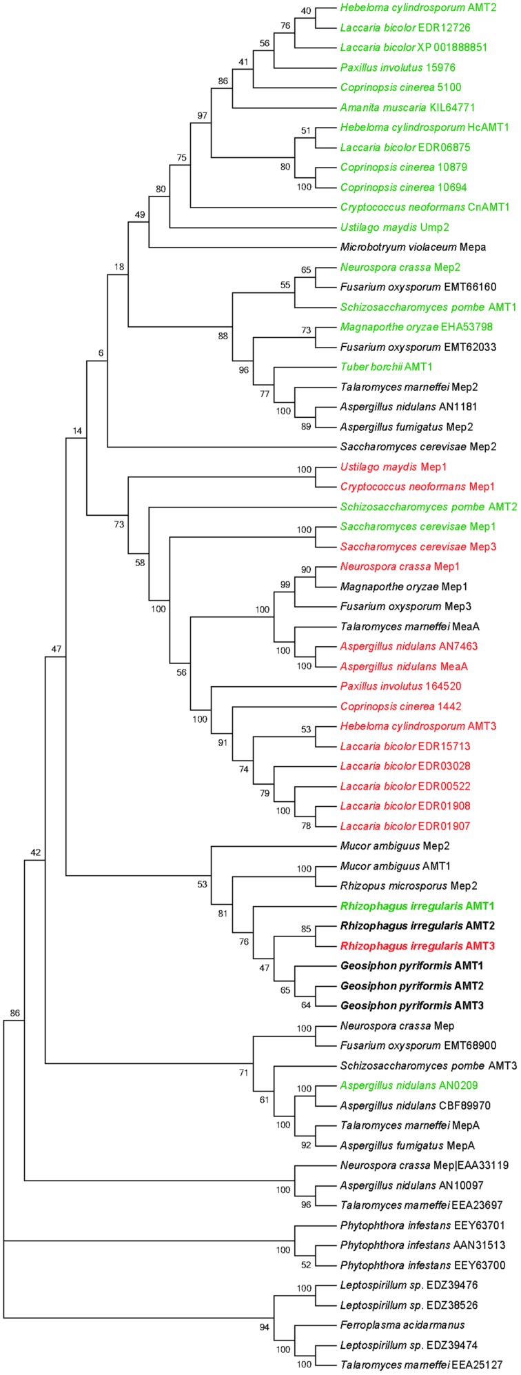 FIGURE 2