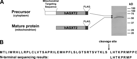 FIGURE 3.