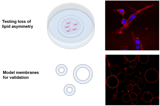 graphic file with name BioProtoc-13-14-4754-ga001.jpg