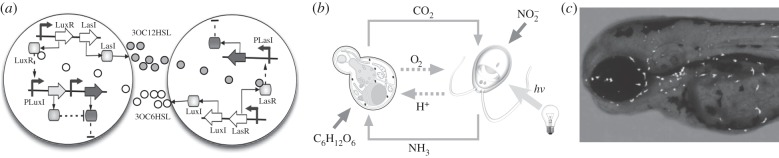 Figure 13.