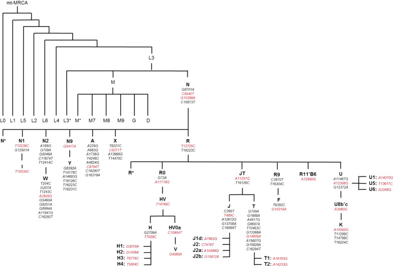 Fig. 1