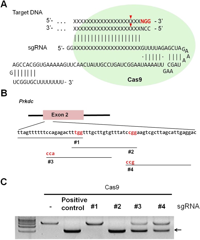 Figure 1.