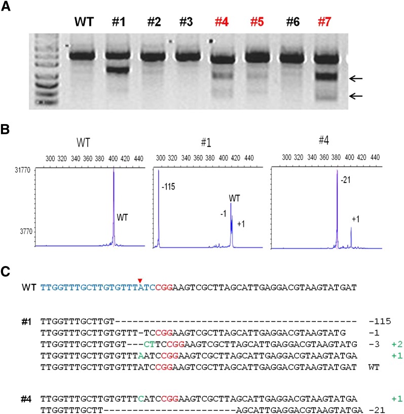 Figure 2.