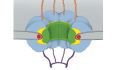 graphic file with name 44318_2024_81_Figb_HTML.jpg