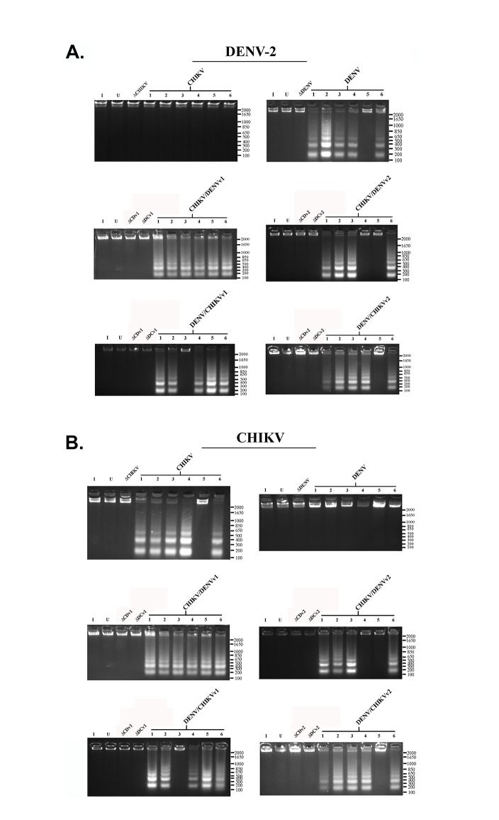 Fig 7