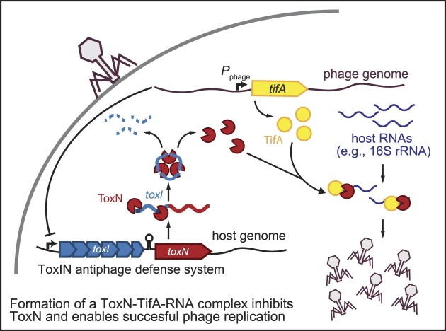 Graphical Abstract