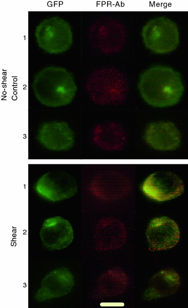 Figure 7