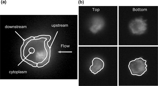 Figure 3