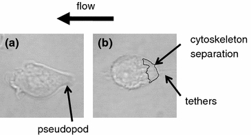 Figure 6