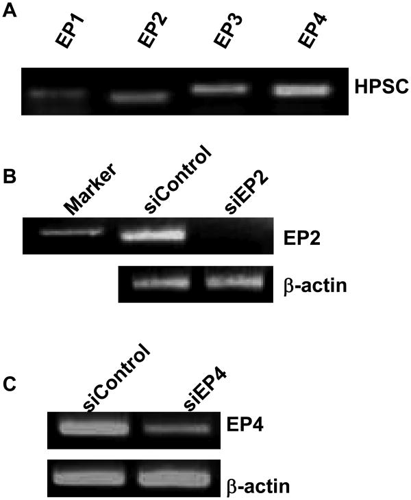 Fig.3