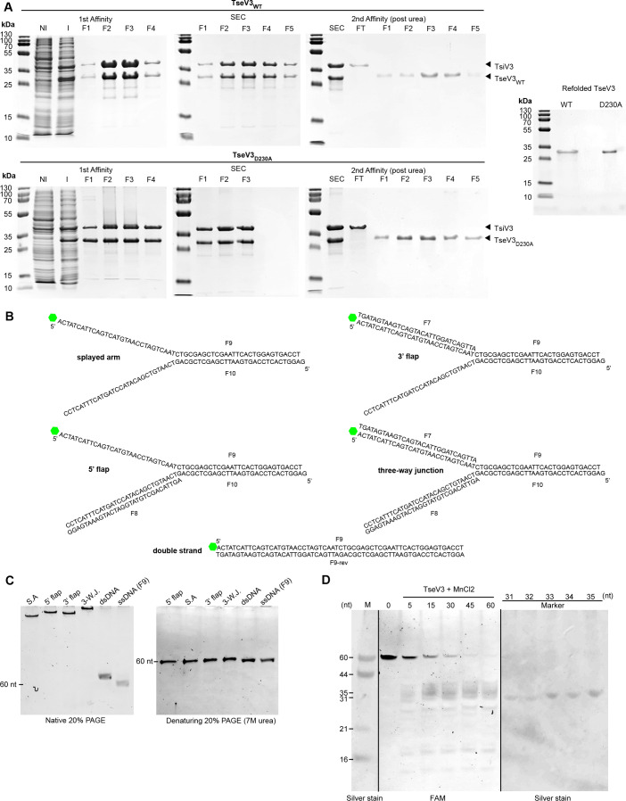 Figure 5—figure supplement 1.