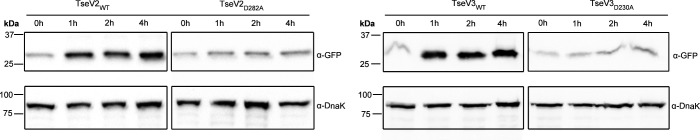 Figure 4—figure supplement 1.