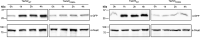 Figure 4—figure supplement 1.