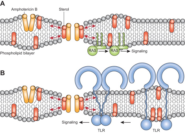 FIG 1