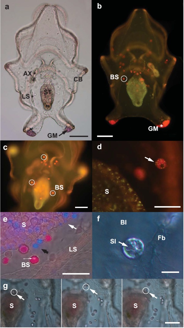 Fig. 1