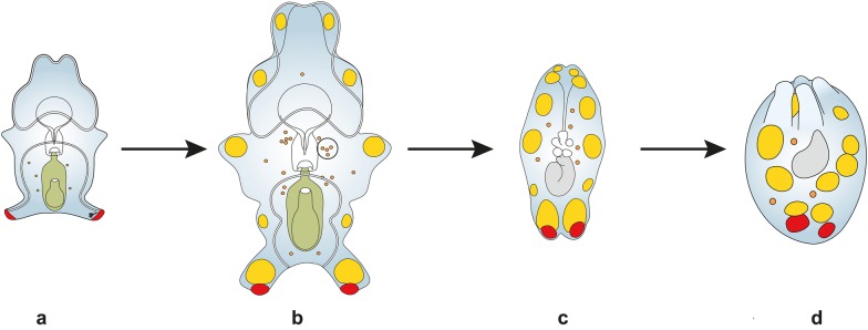 Fig. 7