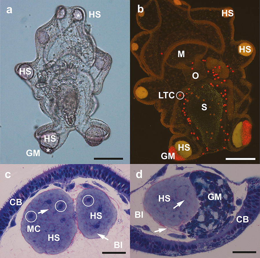 Fig. 3