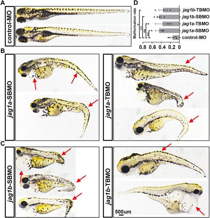 FIGURE 3