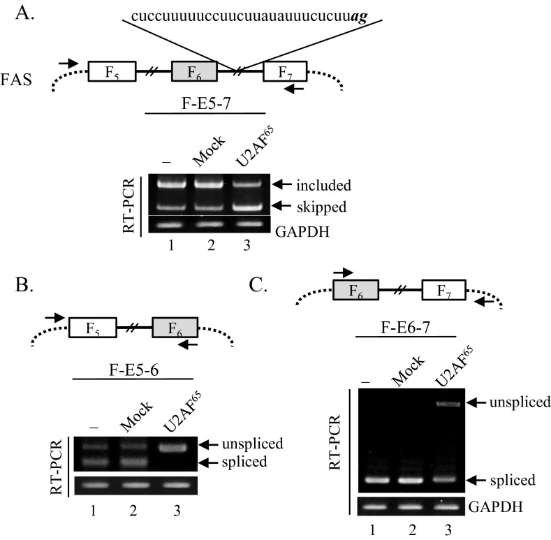 Fig. S3.