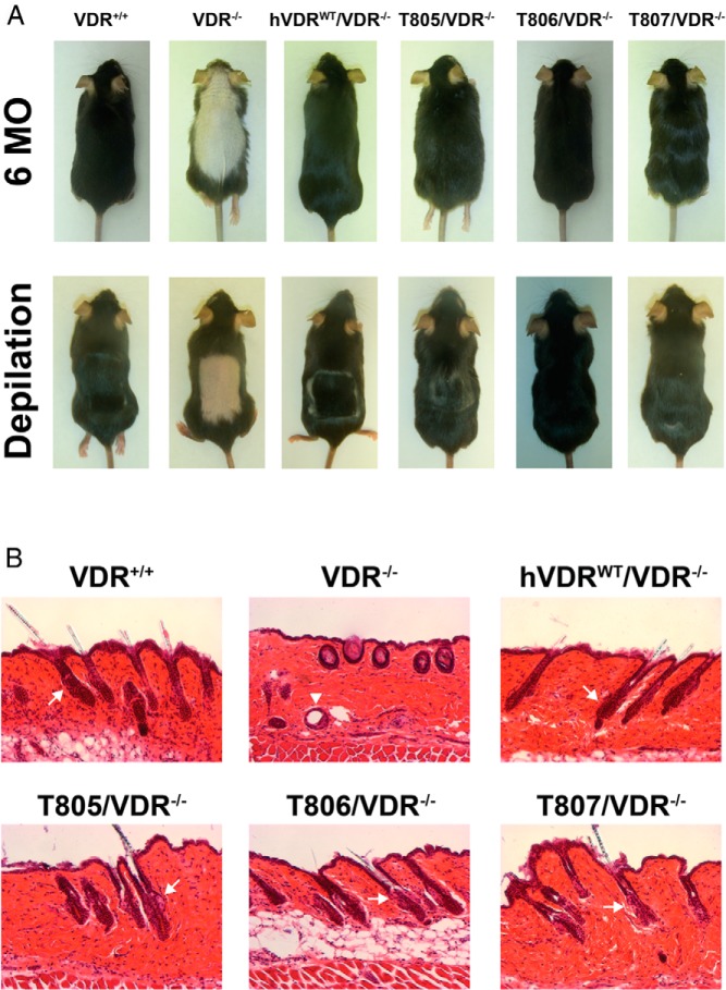 Figure 6.