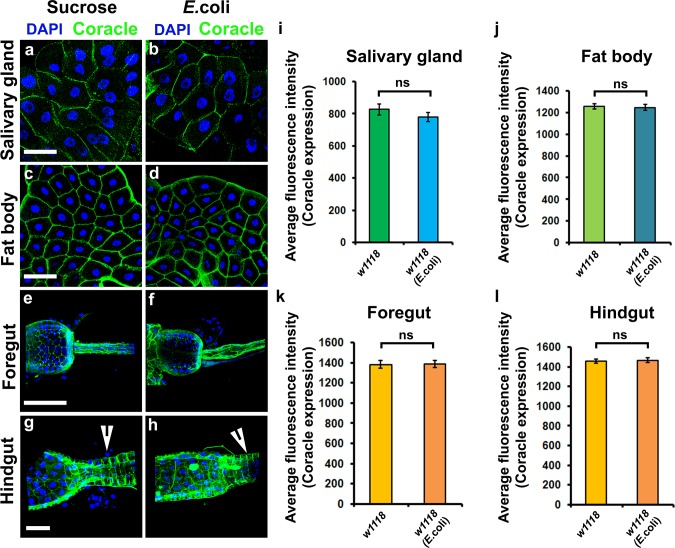 Figure 4—figure supplement 2.