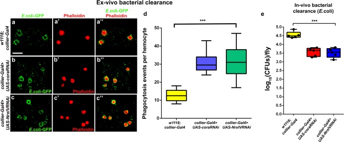 Figure 4—figure supplement 3.